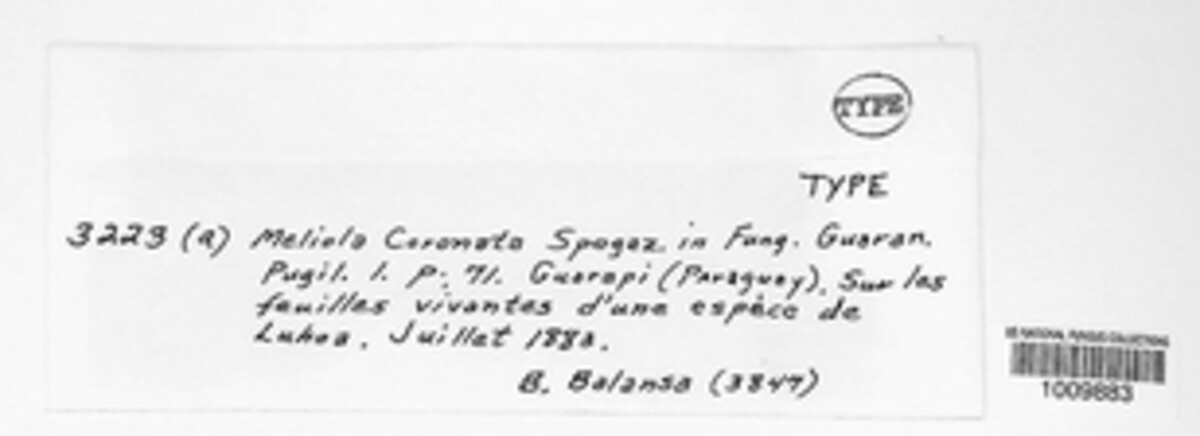 Irenopsis coronata image